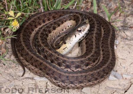 Common Gartersnake (Thamnophis sirtalis)