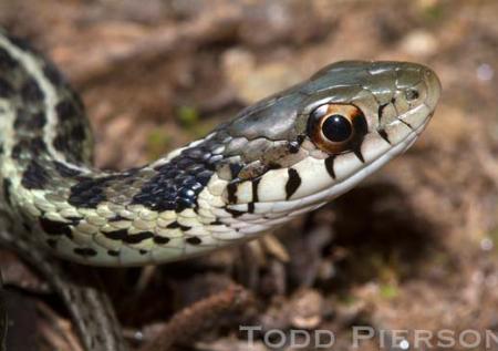 Common Gartersnake (Thamnophis sirtalis)