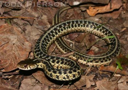 Common Gartersnake (Thamnophis sirtalis)