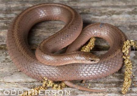 smooth earth snake