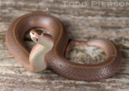 Smooth Earthsnake (Virginia valeriae)