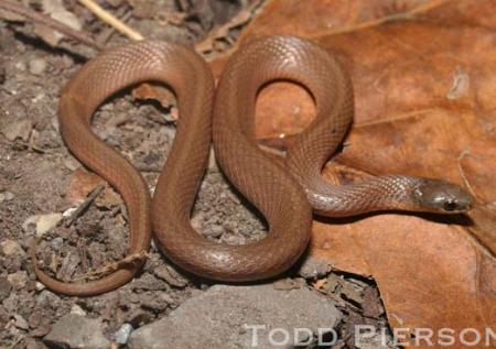 Smooth Earthsnake (Virginia valeriae)